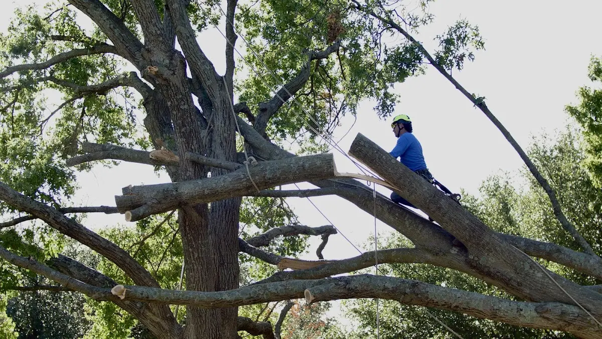 Professional Crown Thinning performed by certified arborists in Bloomsbury