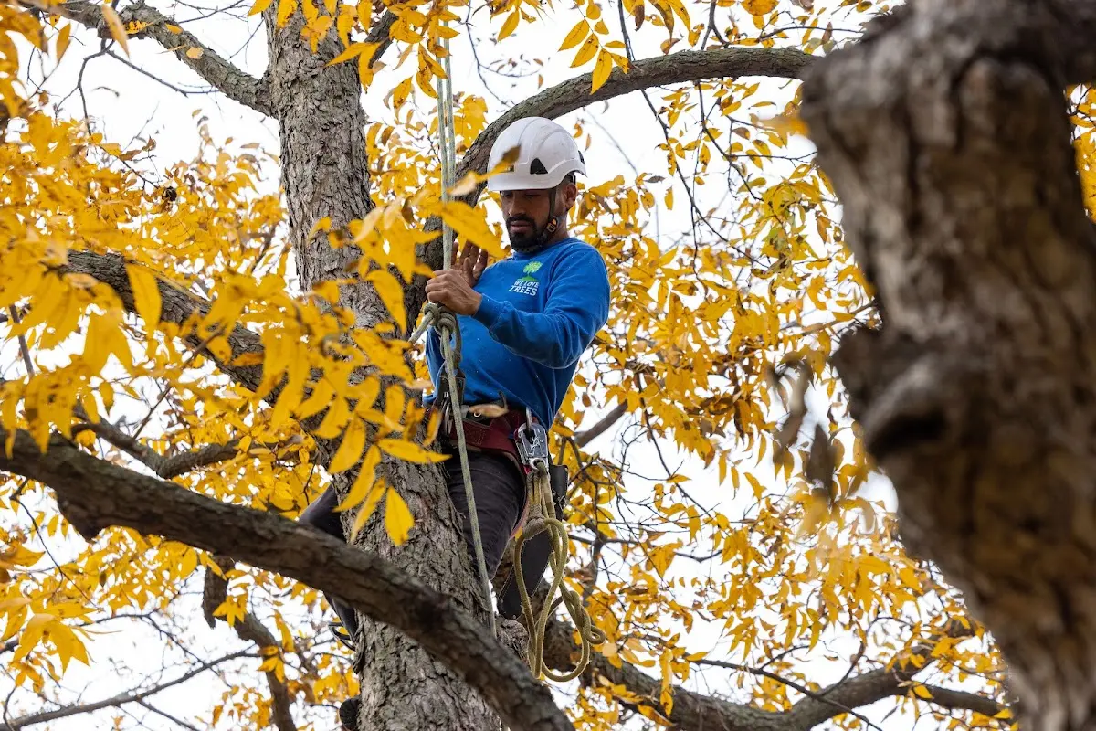 Skilled Tree Pruning crew working in Bloomsbury